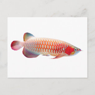 Super Red Arowana Postcard