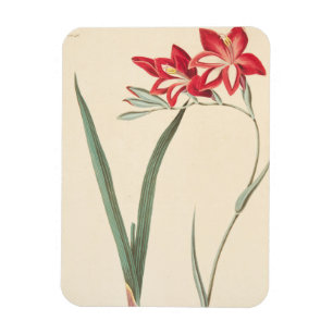 Superb Corn-Flag Magnet