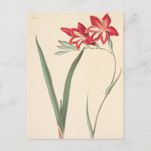 Superb Corn-Flag Postcard