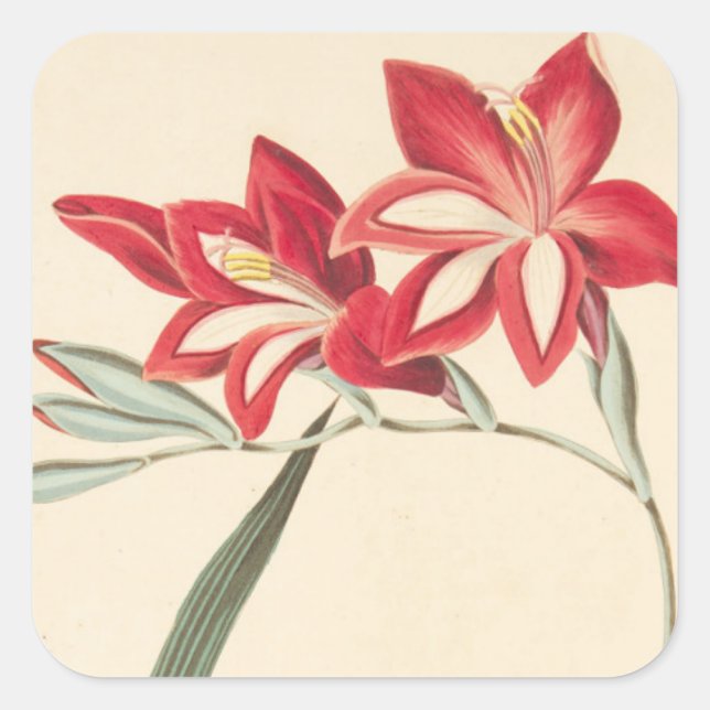 Superb Corn-Flag Square Sticker (Front)