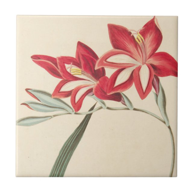 Superb Corn-Flag Tile (Front)