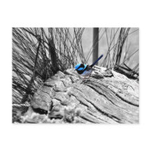 Superb Fairy Wren Blue Bird Postcard