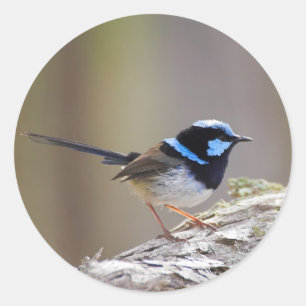 Superb Fairy-wren Classic Round Sticker