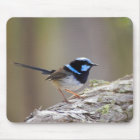 Superb Fairy-wren