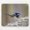 Superb Fairy-wren