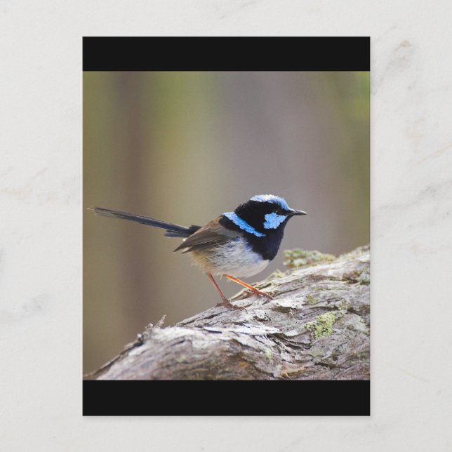 Superb Fairy-wren Postcard (Front)