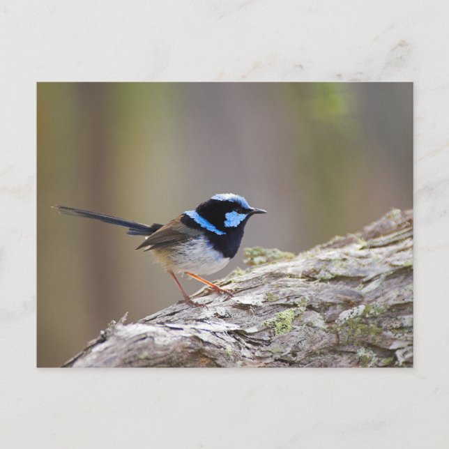 Superb Fairy-wren Postcard (Front)