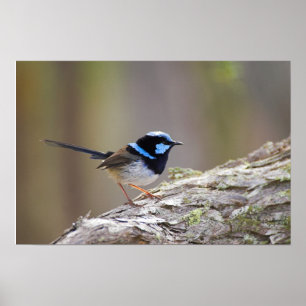 Superb Fairy-wren Poster