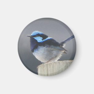 Superb Fairywren Magnet for bird lovers