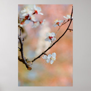 Superb Japanese Apricot Flowers Poster