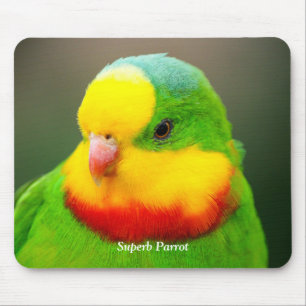 Superb Parrot Mouse Pad