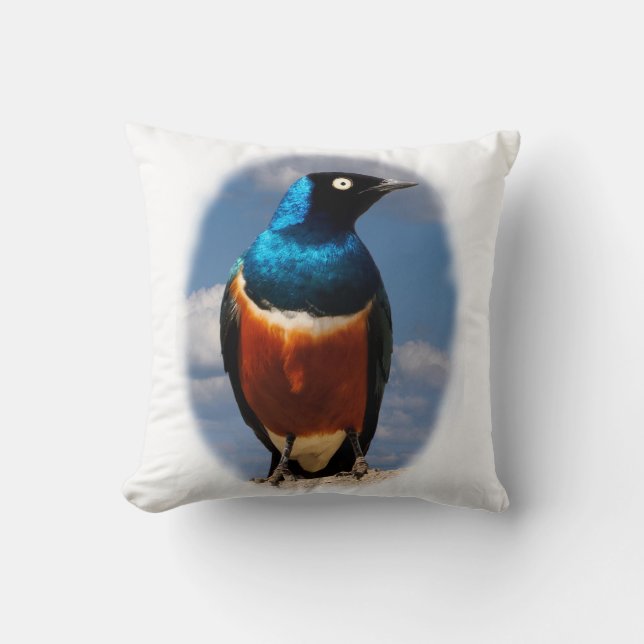 Superb starling seen from front  cushion (Front)