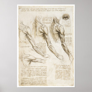 Superficial Muscles of the Upper Extremity Poster