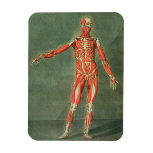 Superficial Muscular System of the Front of the Bo Magnet