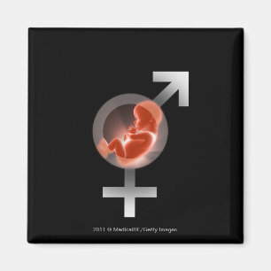 Superimposed foetus over male and female symbols magnet