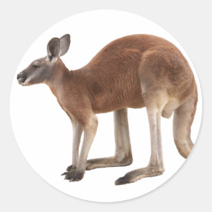 Superior product of kangaroo classic round sticker