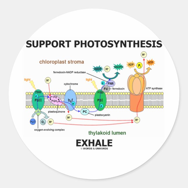 Support Photosynthesis Exhale (Biochemistry Humour Classic Round Sticker (Front)