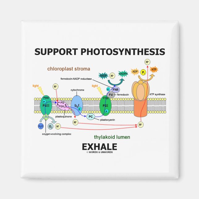 Support Photosynthesis Exhale (Biochemistry Humour Magnet (Front)