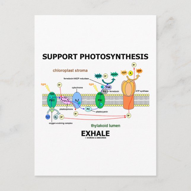 Support Photosynthesis Exhale (Environmental) Postcard (Front)