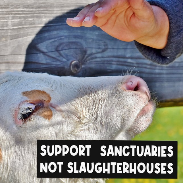Support Sanctuaries Not Slaughterhouses, Activism Bumper Sticker (Creator Uploaded)
