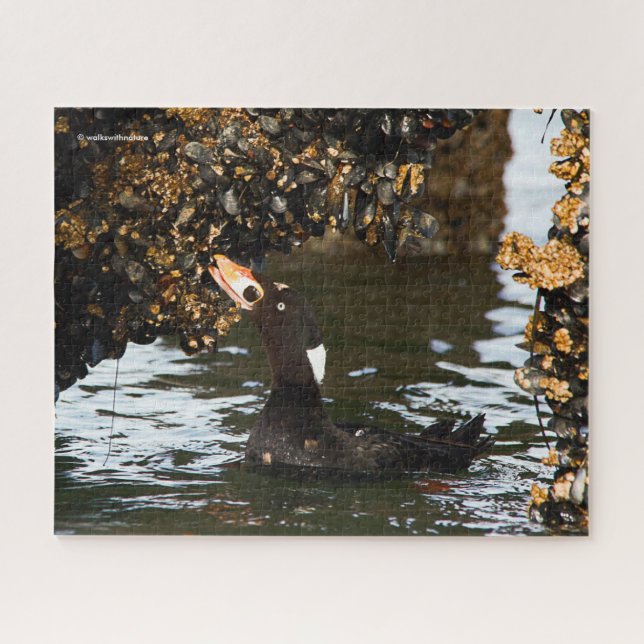 Surf Scoter Feasting on Mussels and Barnacles Jigsaw Puzzle (Horizontal)