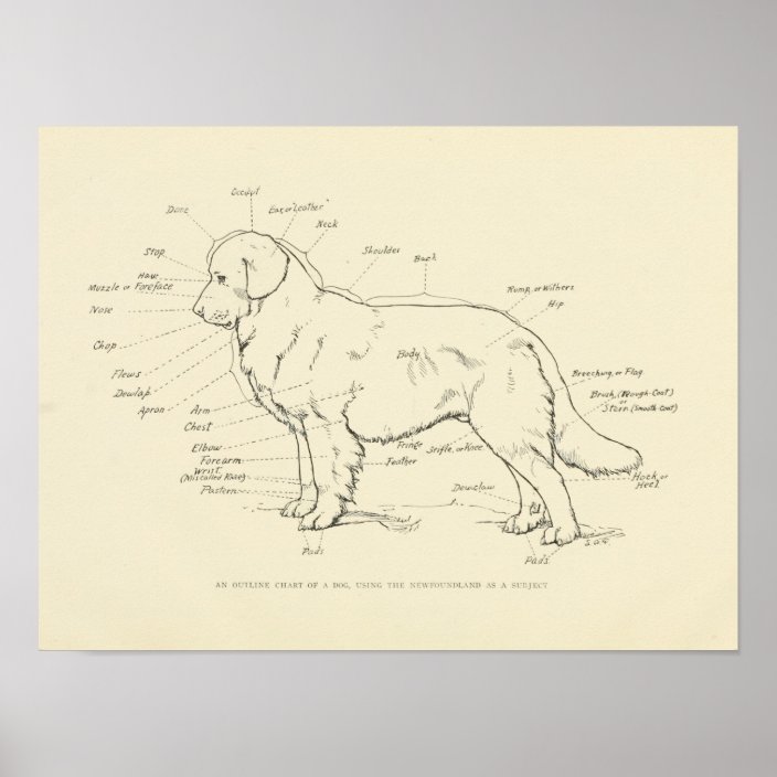 dog-body-surface-area-chart