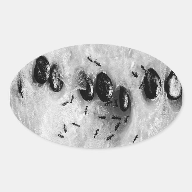 surfing ants oval sticker (Front)