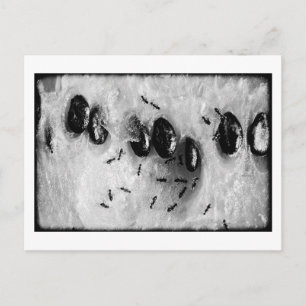 surfing ants postcard