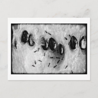 surfing ants postcard