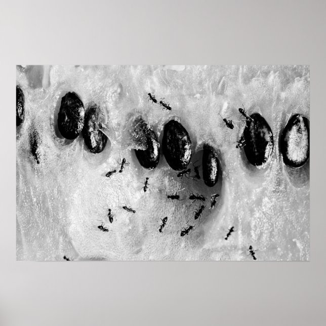 surfing ants poster (Front)