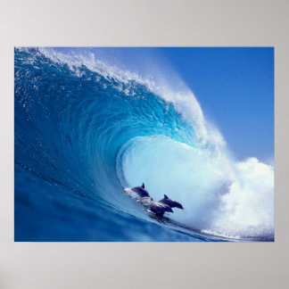 Surfing Dolphins Poster