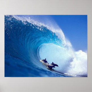 Surfing Dolphins Poster