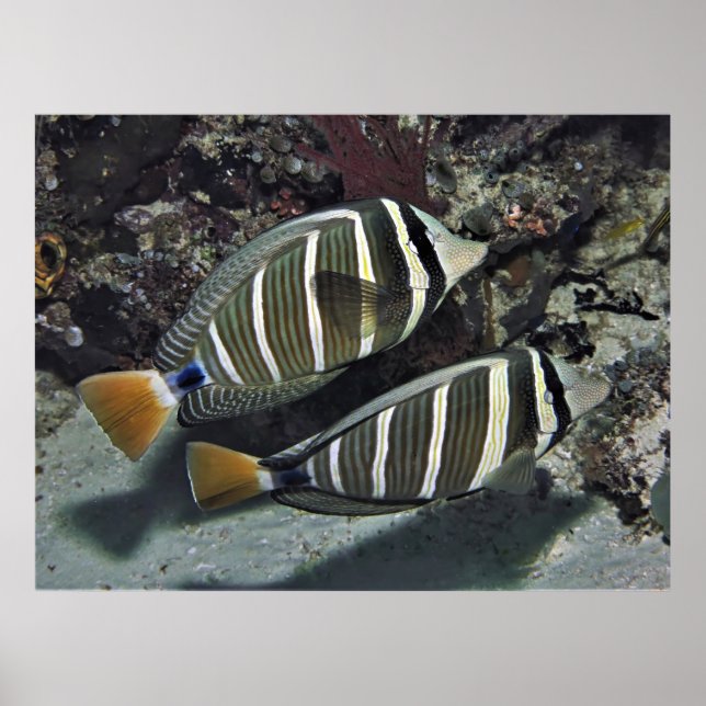 Surgeonfish Pair Poster (Front)