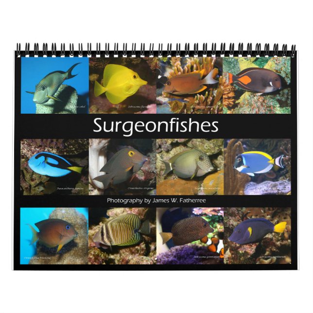 Surgeonfishes Wall Calendar  by J.W. Fatherree. (Cover)