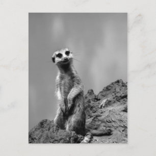 Suricate Postcard