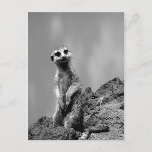 Suricate Postcard (Front)