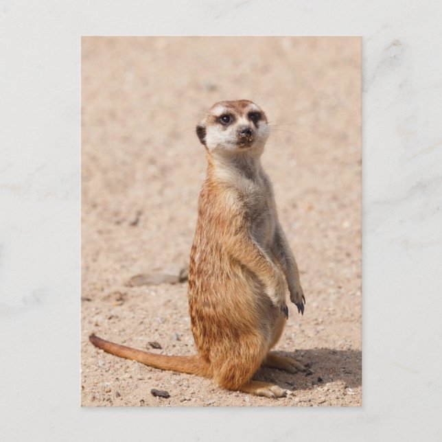 Suricate Postcard (Front)