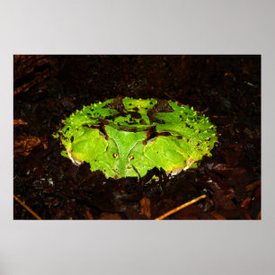 Surinam Horned Frog Ceratophrys Cornuta Poster