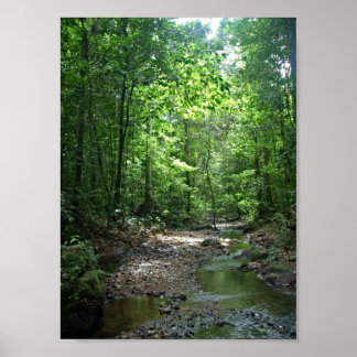 Suriname Forest Poster