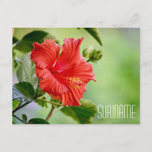 Suriname hibiscus flower postcard