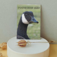 Surprised Canada Goose Photo Birthday