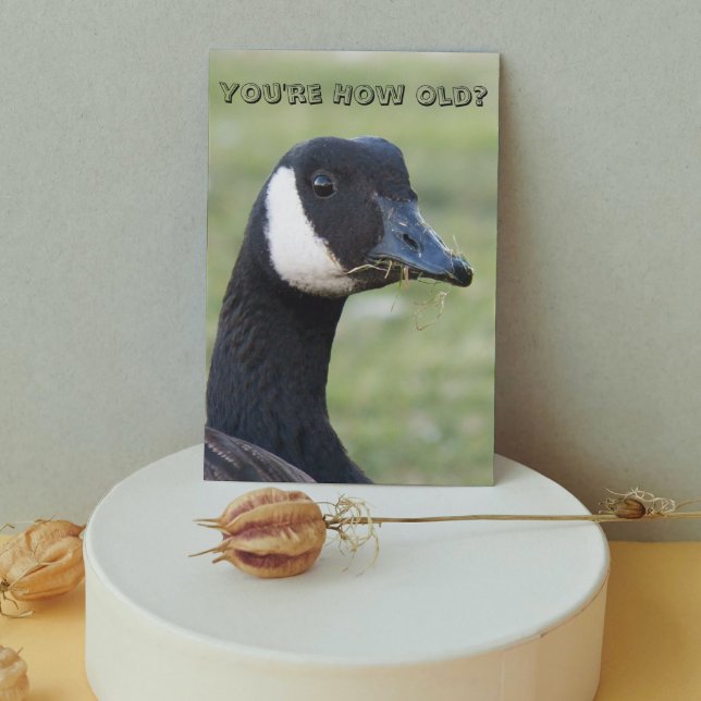 Surprised Canada Goose Photo Birthday Card (In Situ)