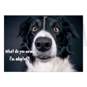 Surprised Dog Funny Adopted Humour Border Collie