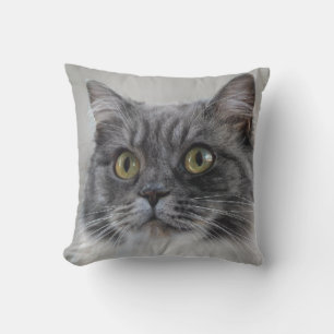 Surprised grey cat, a distinctive breed cushion