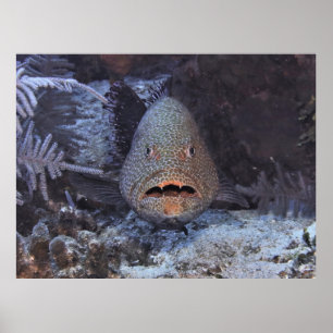 Surprised Grouper Poster