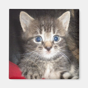 Surprised Kitten Magnet