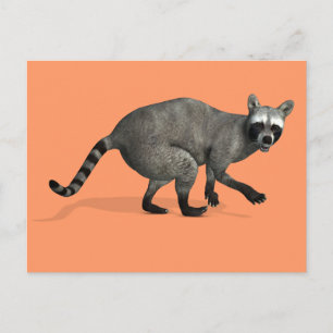 Surprised Racoon Postcard