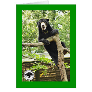 Surprised Sun Bear