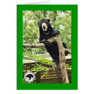 Surprised Sun Bear