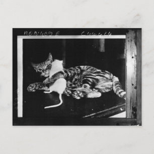 Surprising Friendship - Cat Minnie and Mike Mouse Postcard